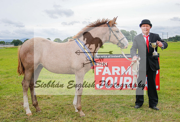 CHAMPION FOAL