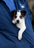 Alfie the Jack Russell puppy!!