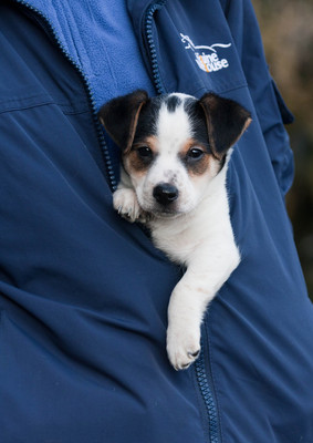 Alfie the Jack Russell puppy!!