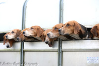 North Tipperary Foxhounds, February 20th