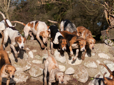 Kilkenny Foxhounds @ Ullard. January 6th 2011