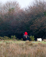 Kilkenny Foxhounds @ Ullard. January 6th 2011