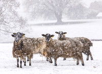 SHEEP