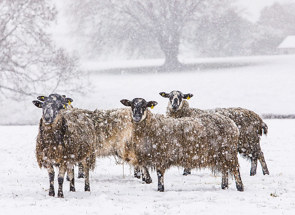 SHEEP