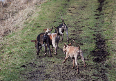 Tara Harriers' Lawn Meet @ Denis Cusack's, Ashfield. February 17th 2011